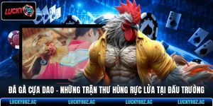 Đá Gà Cựa Dao - Những Trận Thư Hùng Rực Lửa Tại Đấu Trường